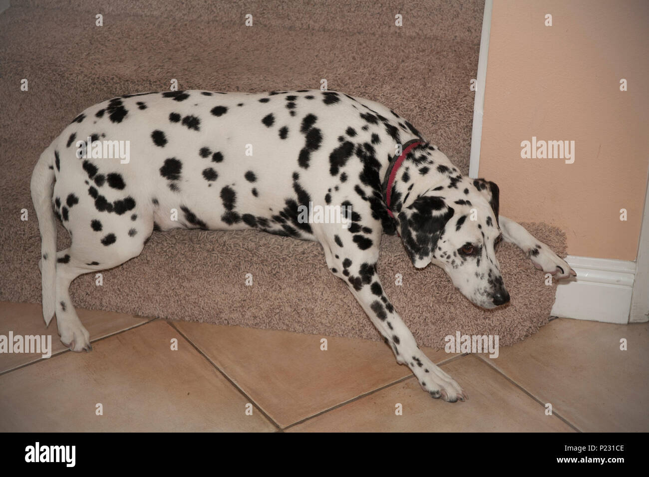 Series of 6 images Dalmatian dog resting on step carpeted stairway favorite place spot  pet animal   MR  © Myrleen Pearson Stock Photo