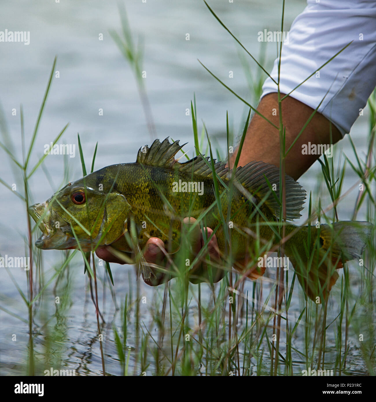 Fish with Lure in Mouth Stock Photo Alamy
