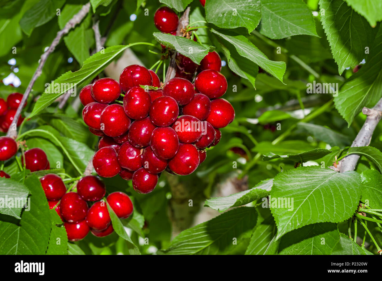 Lovecherry hi-res stock photography and images - Alamy