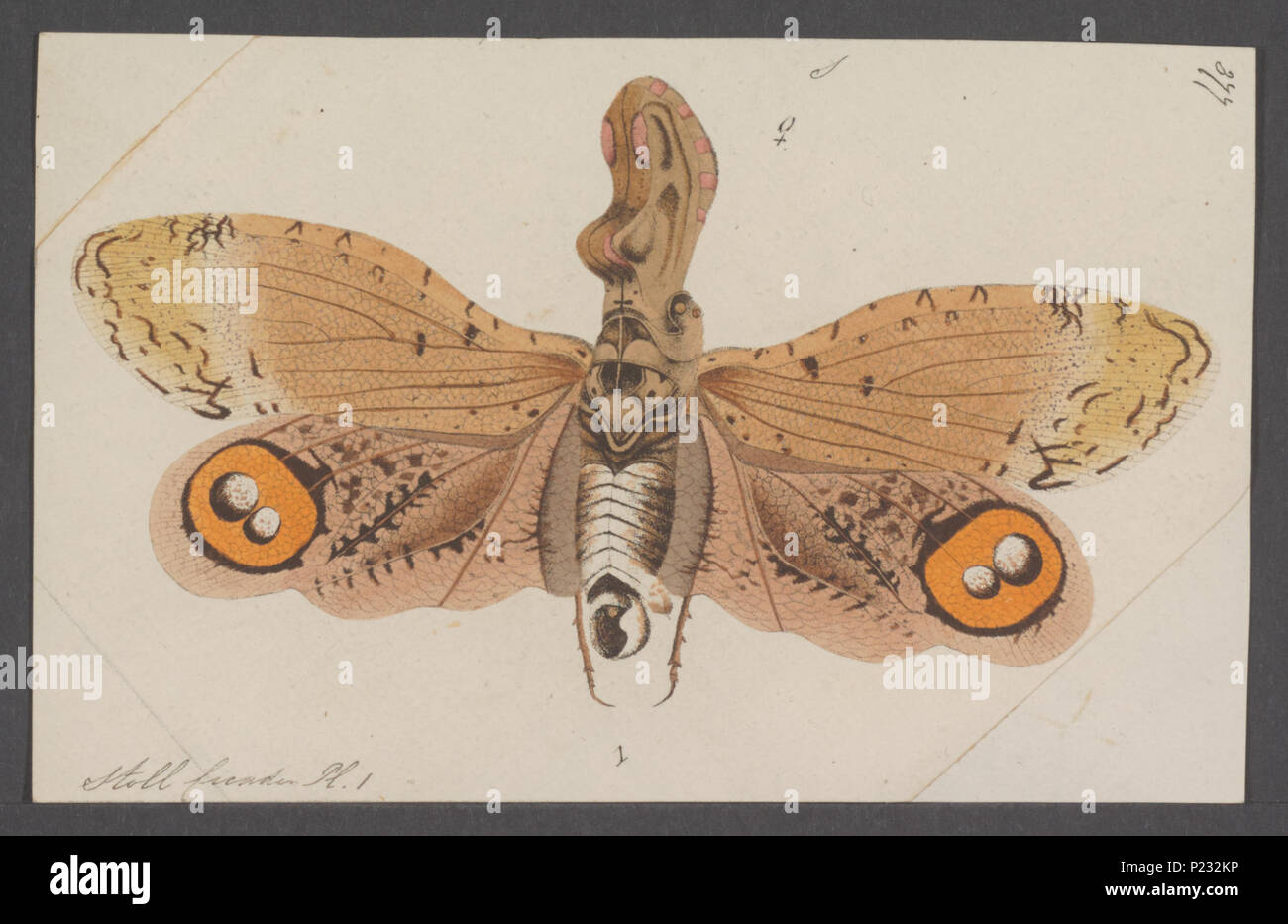 . Fulgora  129 Fulgora - Print - Iconographia Zoologica - Special Collections University of Amsterdam - UBAINV0274 042 02 0004 Stock Photo