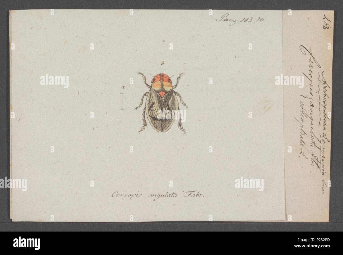 . Lepyronia  174 Lepyronia - Print - Iconographia Zoologica - Special Collections University of Amsterdam - UBAINV0274 042 05 0027 Stock Photo
