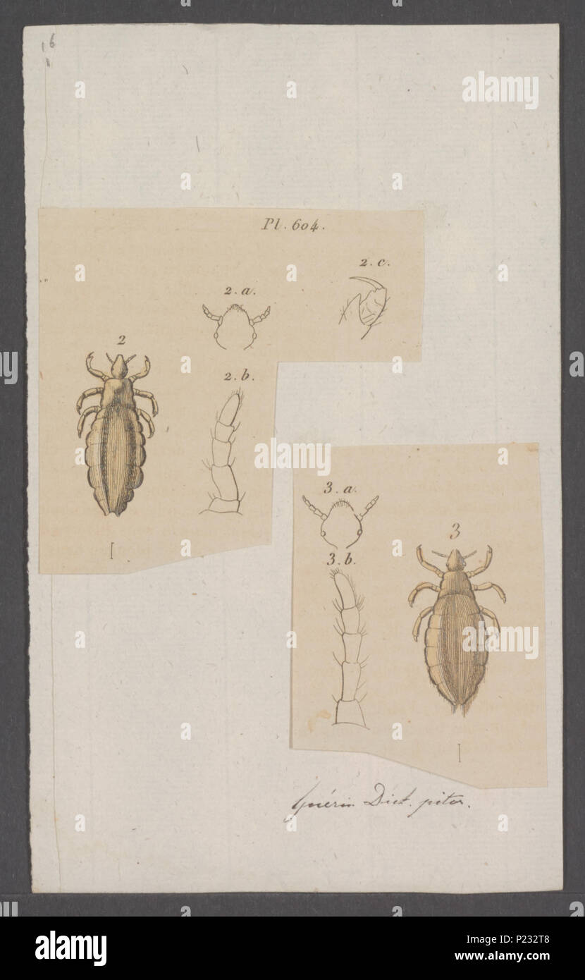 . Pediculus  219 Pediculus - Print - Iconographia Zoologica - Special Collections University of Amsterdam - UBAINV0274 042 10 0003 Stock Photo