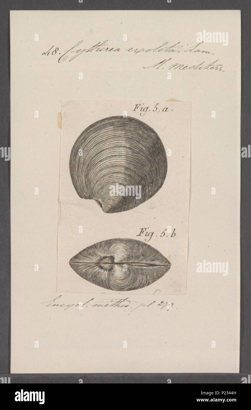 Cytheria pisilés