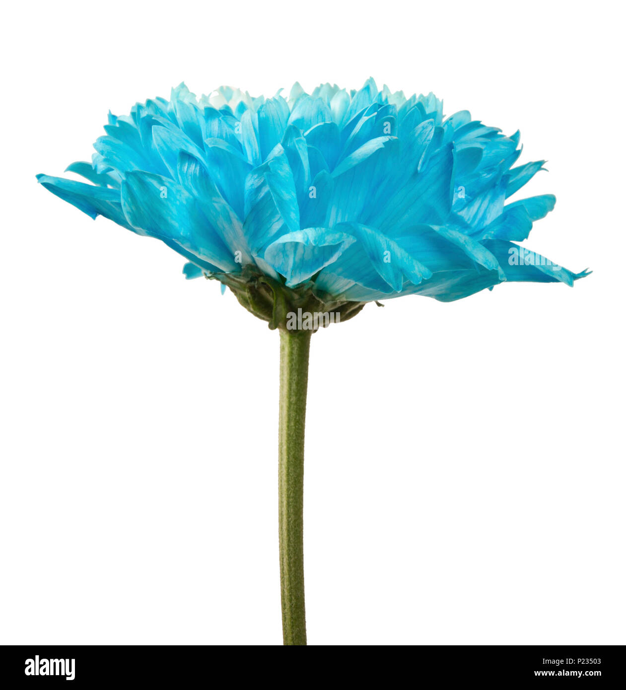 blue Chrysanthemum flower isolated Stock Photo
