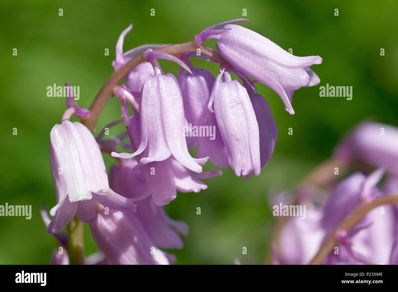 Bluebell (hyacinthoides non-scripta, also endymion non-scriptus), close up of a single flowering spike of the pink variety. Stock Photo