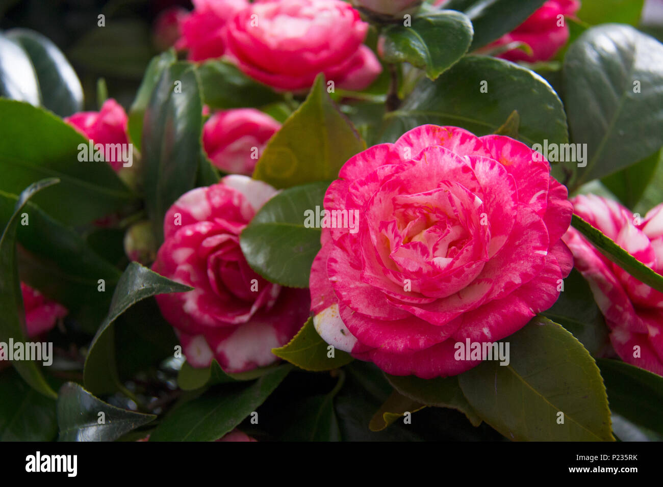 Beautiful Camellias blooming with dark green leaves Stock Photo Alamy