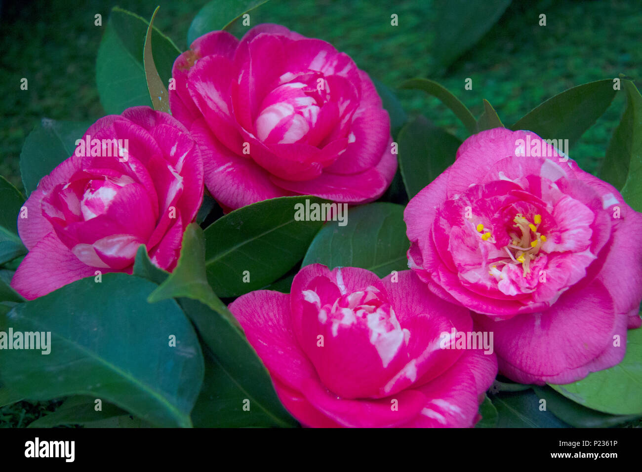 Beautiful Camellias blooming with dark green leaves. Stock Photo