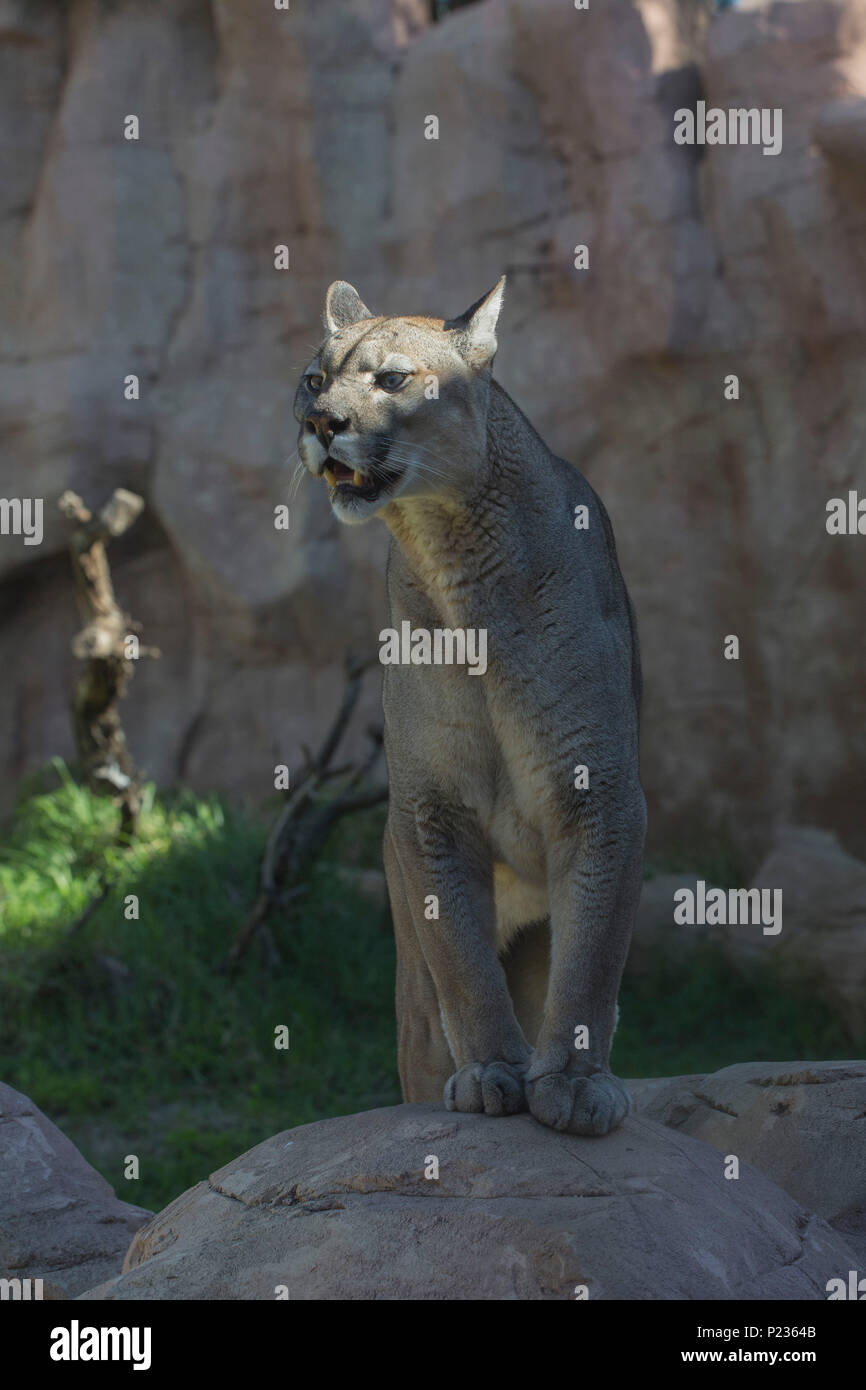 Puma, puma concolor, puma, North America, South America, Central America  Stock Photo - Alamy