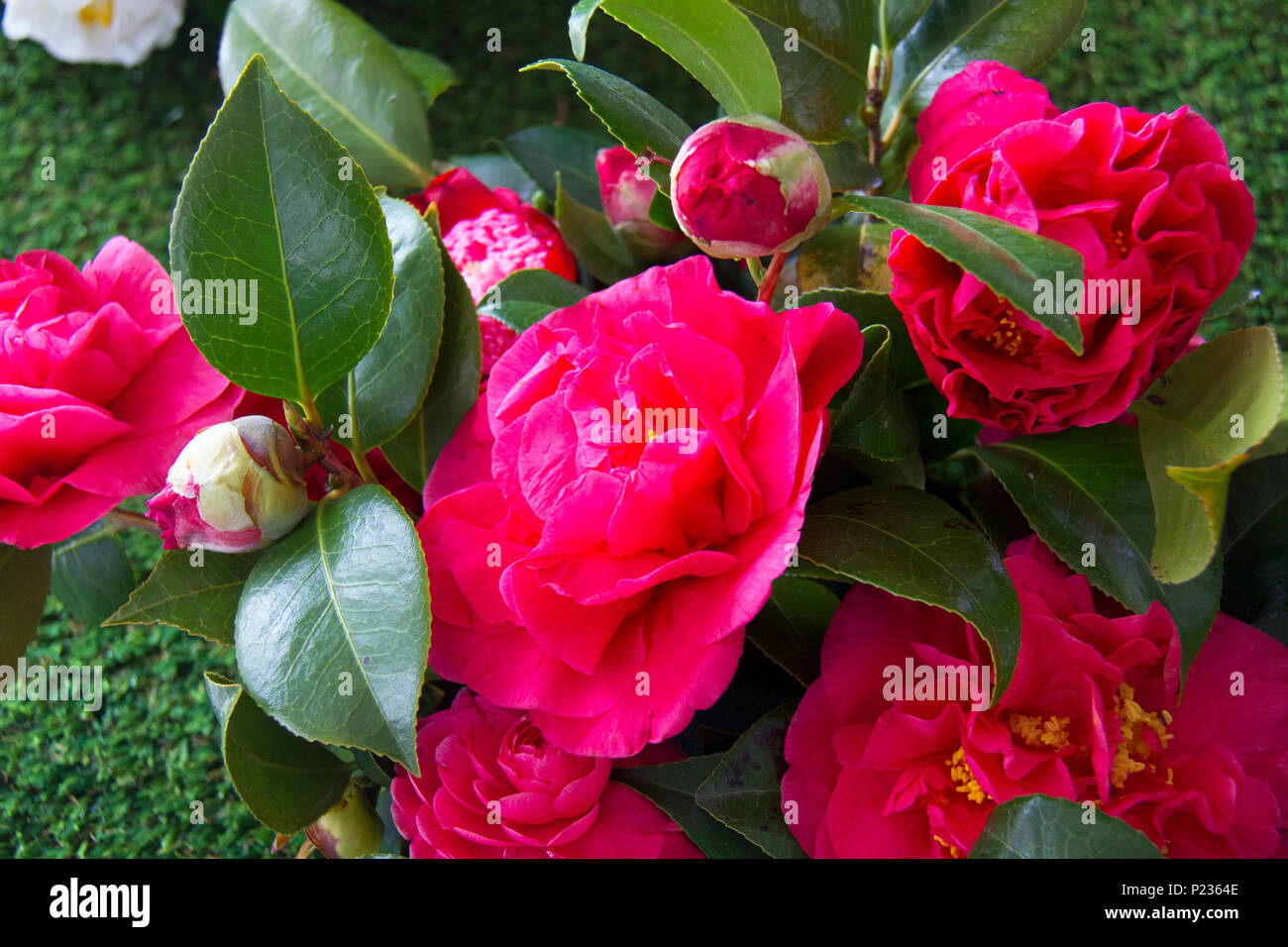 Beautiful Camellias blooming with dark green leaves Stock Photo Alamy