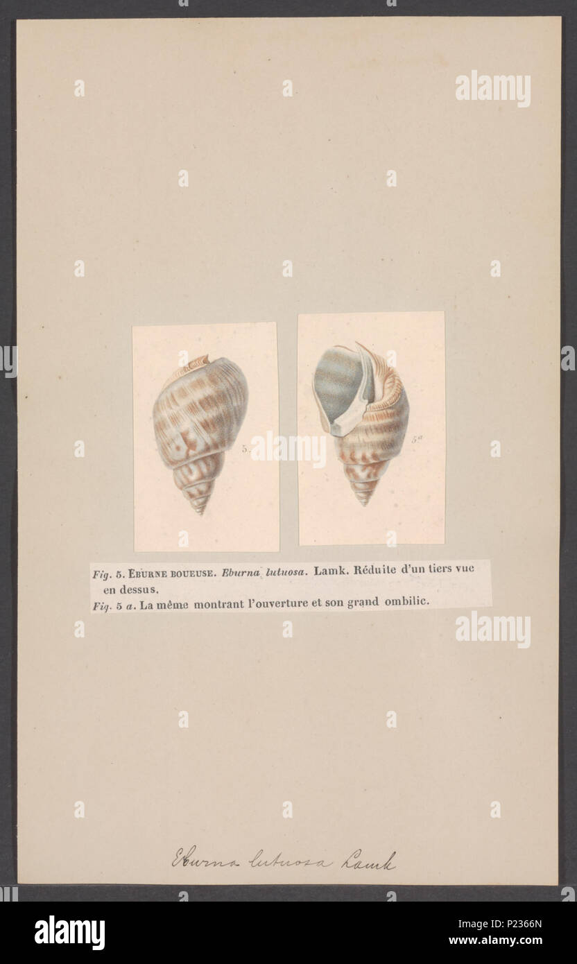 . Eburna lutosa  113 Eburna lutosa - - Print - Iconographia Zoologica - Special Collections University of Amsterdam - UBAINV0274 005 01 0038 Stock Photo
