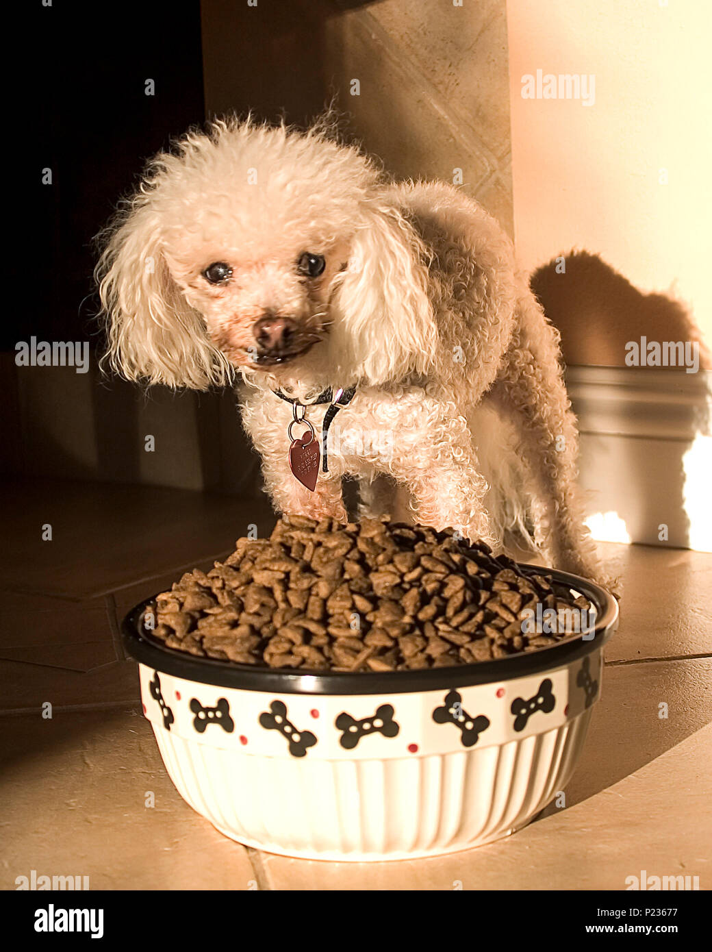 Series of 5 images Small dog Possessive of large bowl of too much food   © Myrleen Pearson...Ferguson Cate Stock Photo