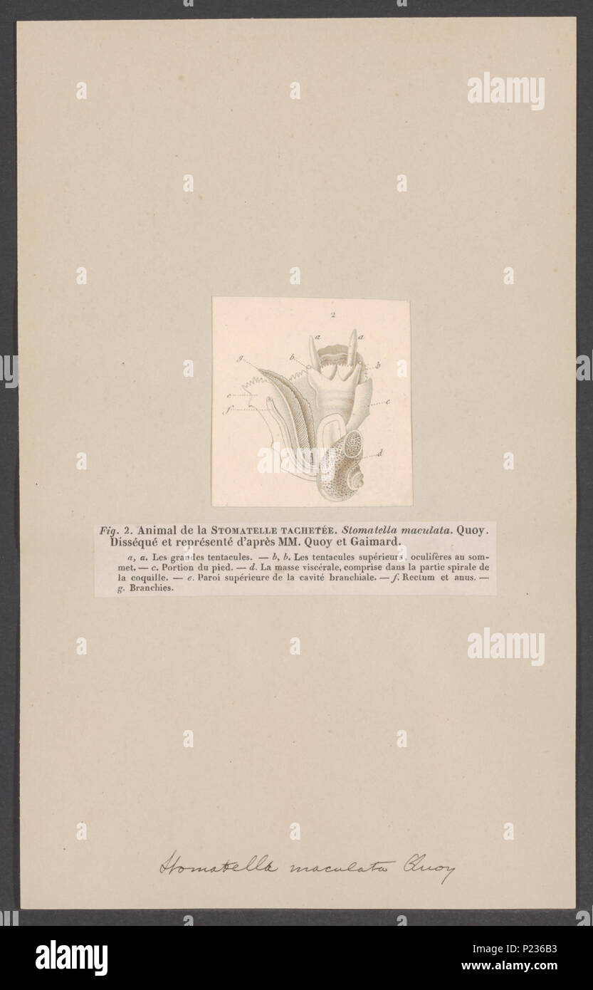 297 Stomatella - Print - Iconographia Zoologica - Special Collections University of Amsterdam - UBAINV0274 005 03 0067 Stock Photo