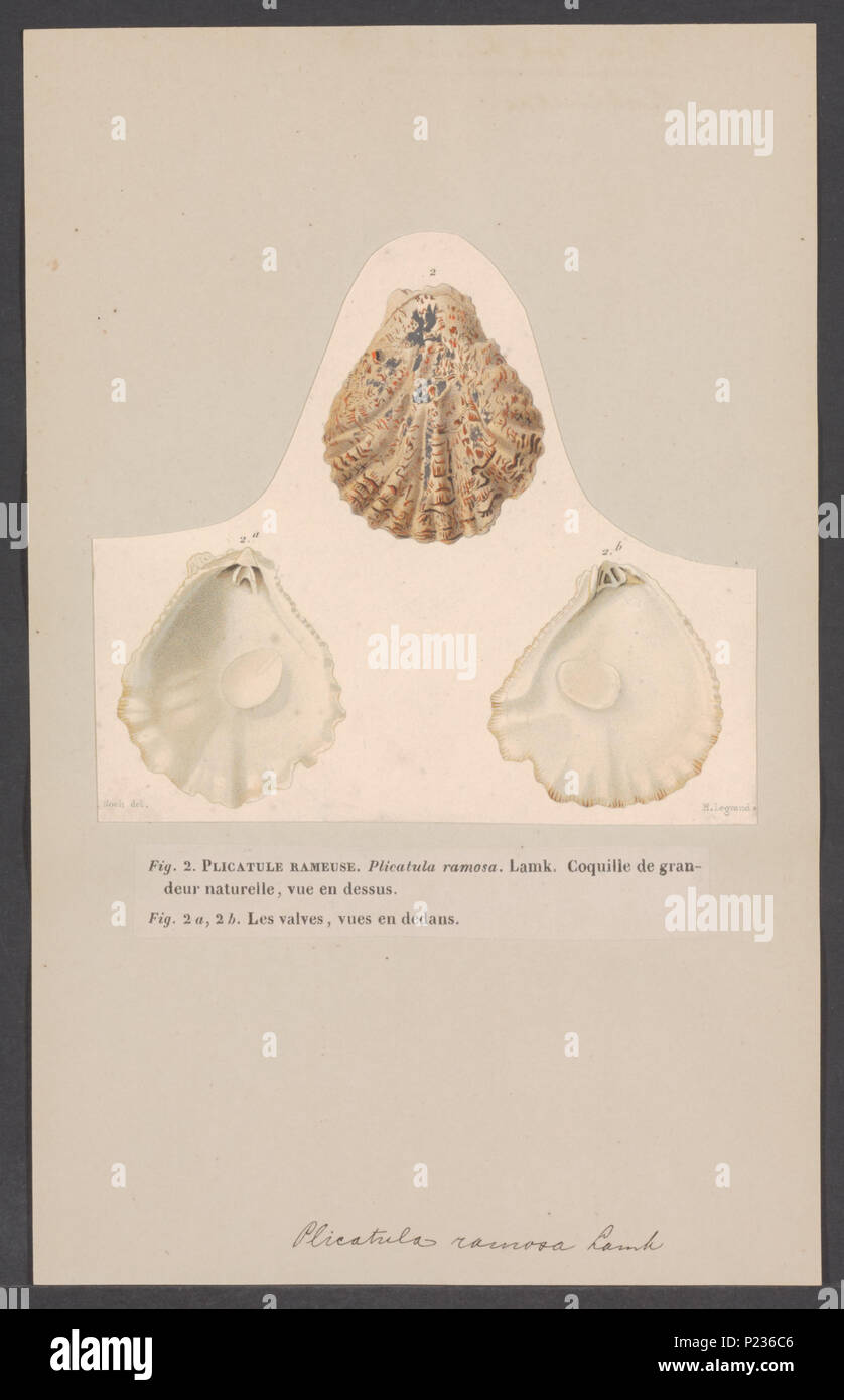 . Plicatula  228 Plicatula - Print - Iconographia Zoologica - Special Collections University of Amsterdam - UBAINV0274 005 04 0039 Stock Photo