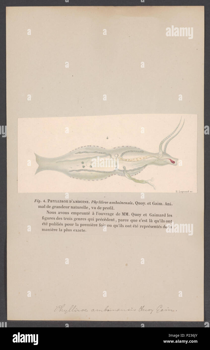. Phylliroe lichtensteinii syn. P. amboinensis 223 Phylliroe ...