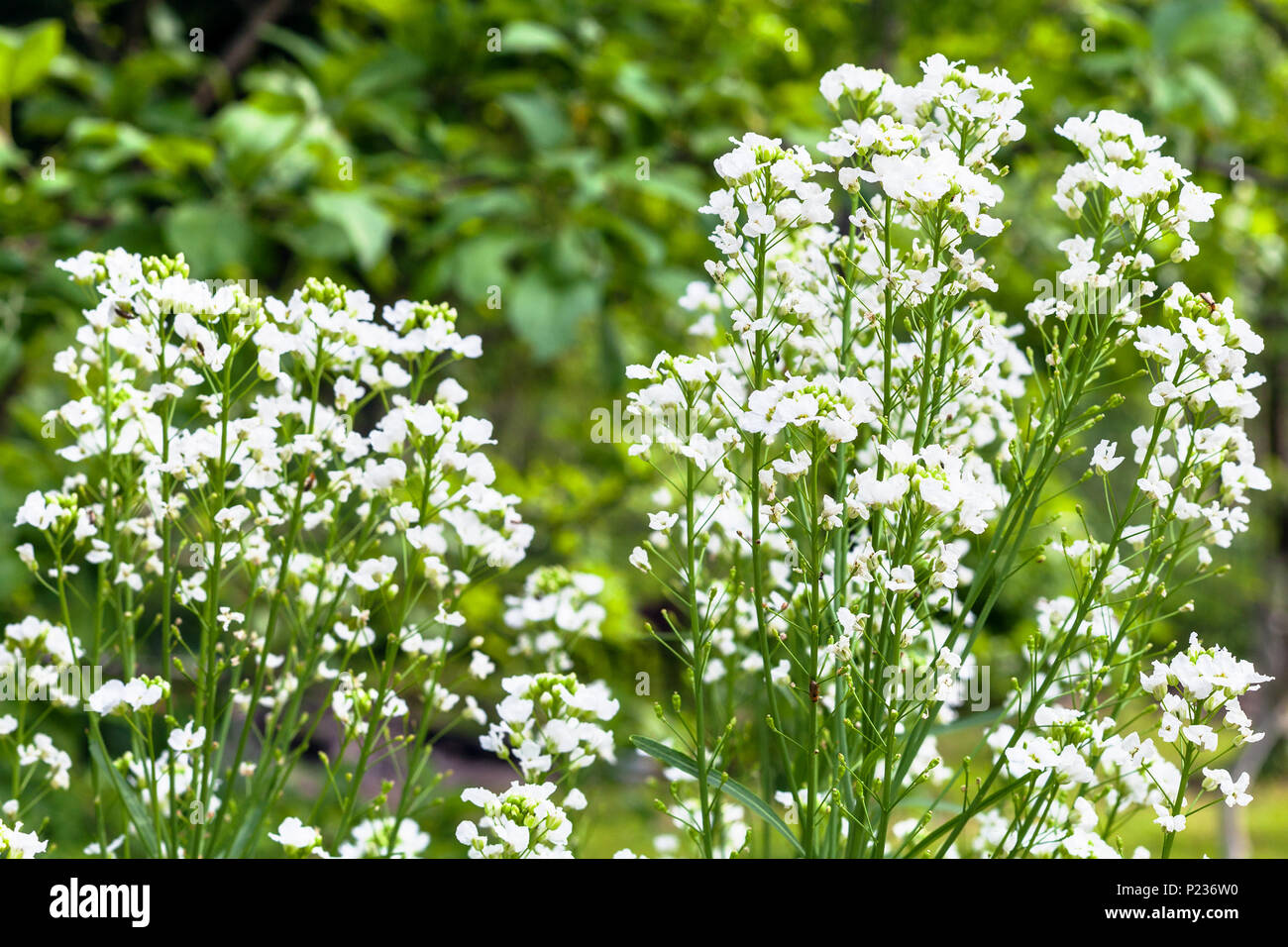 flowering horseradish (Armoracia Rusticana) plant in garden in summer