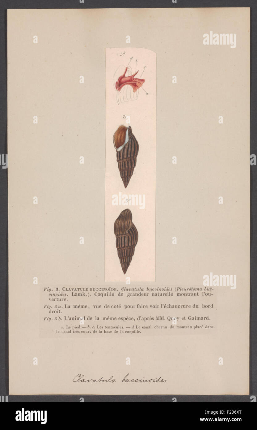 . Clavatula  62 Clavatula - Print - Iconographia Zoologica - Special Collections University of Amsterdam - UBAINV0274 005 11 0016 Stock Photo