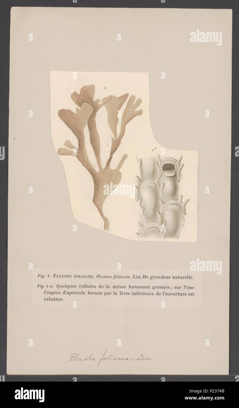 . Flustra foliacea  125 Flustra foliacea - - Print - Iconographia Zoologica - Special Collections University of Amsterdam - UBAINV0274 005 13 0037 Stock Photo