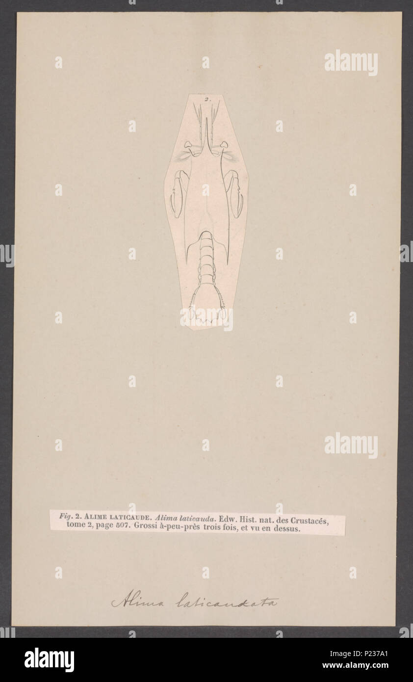 . Alima laticaudata  15 Alima laticaudata - - Print - Iconographia Zoologica - Special Collections University of Amsterdam - UBAINV0274 006 02 0069 Stock Photo