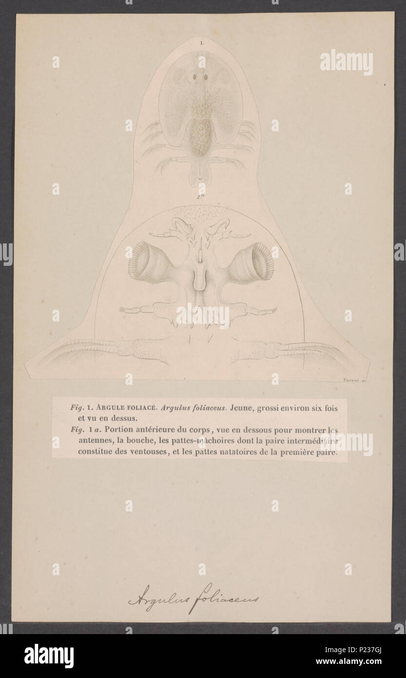 . Argulus foliaceus  22 Argulus foliaceus - - Print - Iconographia Zoologica - Special Collections University of Amsterdam - UBAINV0274 006 04 0029 Stock Photo