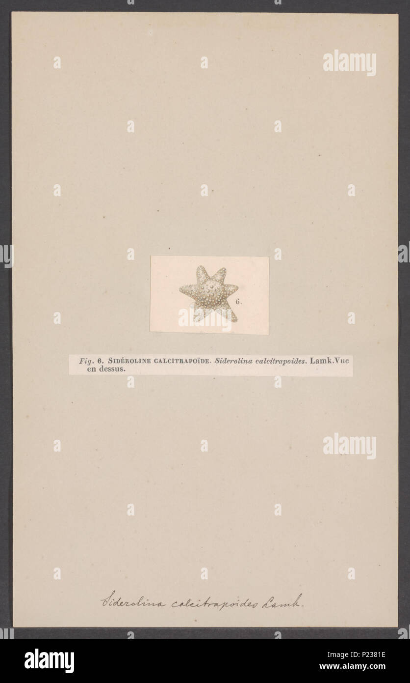 Siderolina calcitrapoides hires stock photography and images Alamy