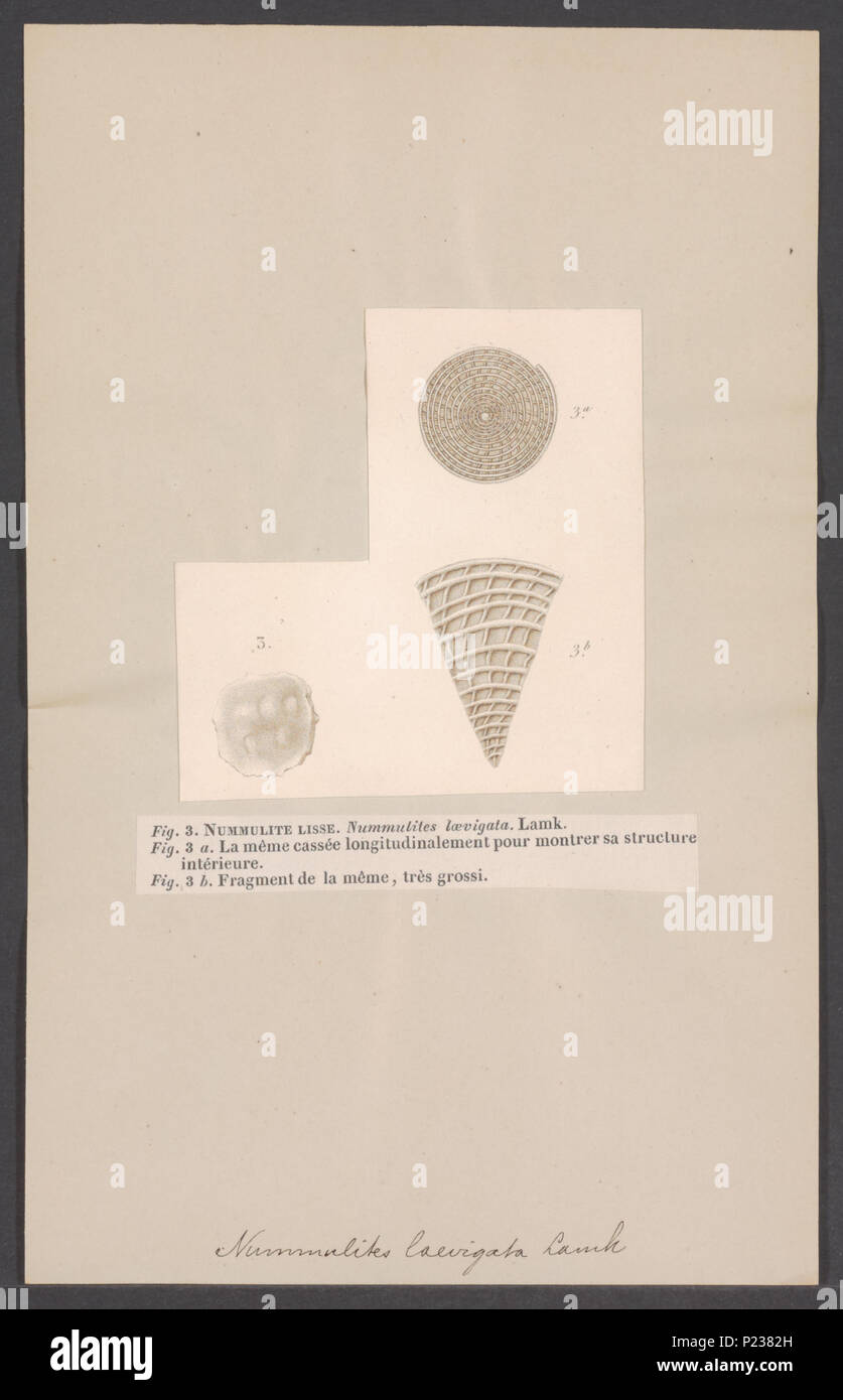 . Nummulites laevigata  209 Nummulites laevigata - - Print - Iconographia Zoologica - Special Collections University of Amsterdam - UBAINV0274 007 04 0050 Stock Photo