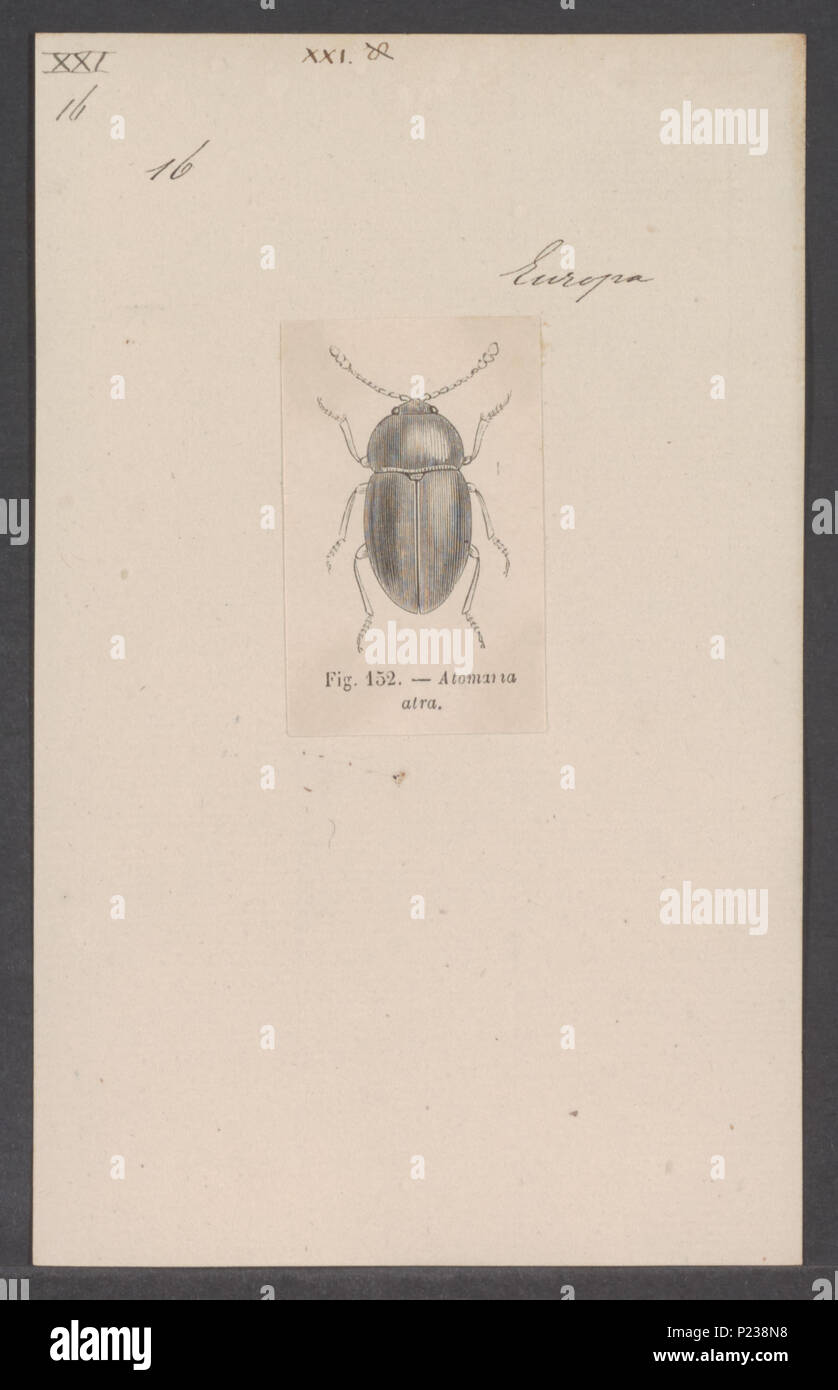 . Atomaria  24 Atomaria - Print - Iconographia Zoologica - Special Collections University of Amsterdam - UBAINV0274 018 02 0025 Stock Photo