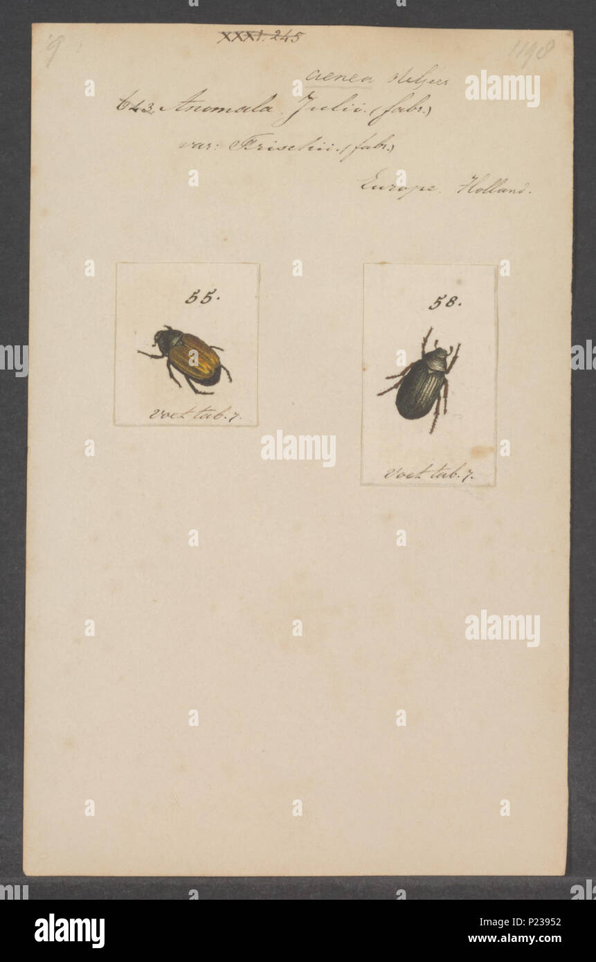 . Anomala 18 Anomala - Print - Iconographia Zoologica - Special ...
