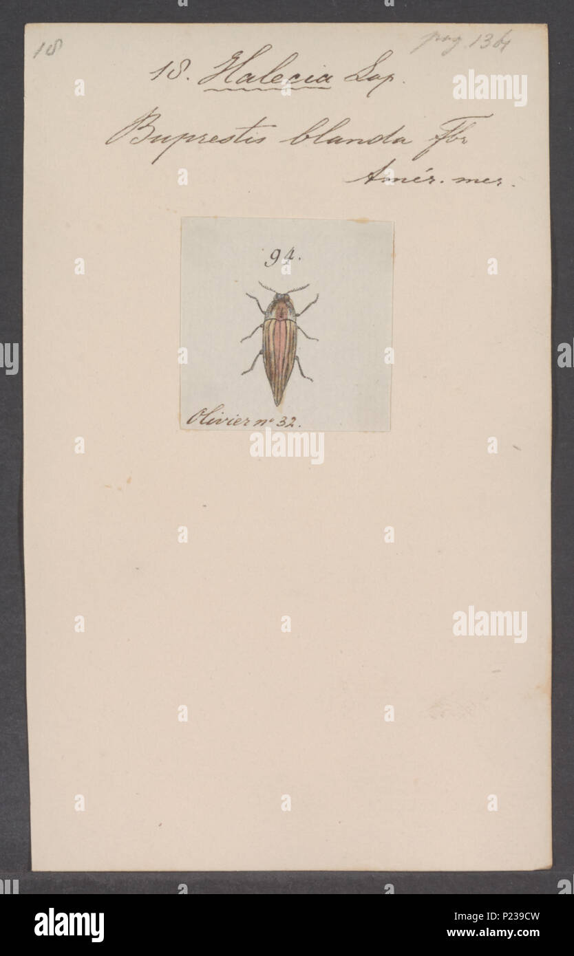 . Halecia 144 Halecia Print Iconographia Zoologica Special