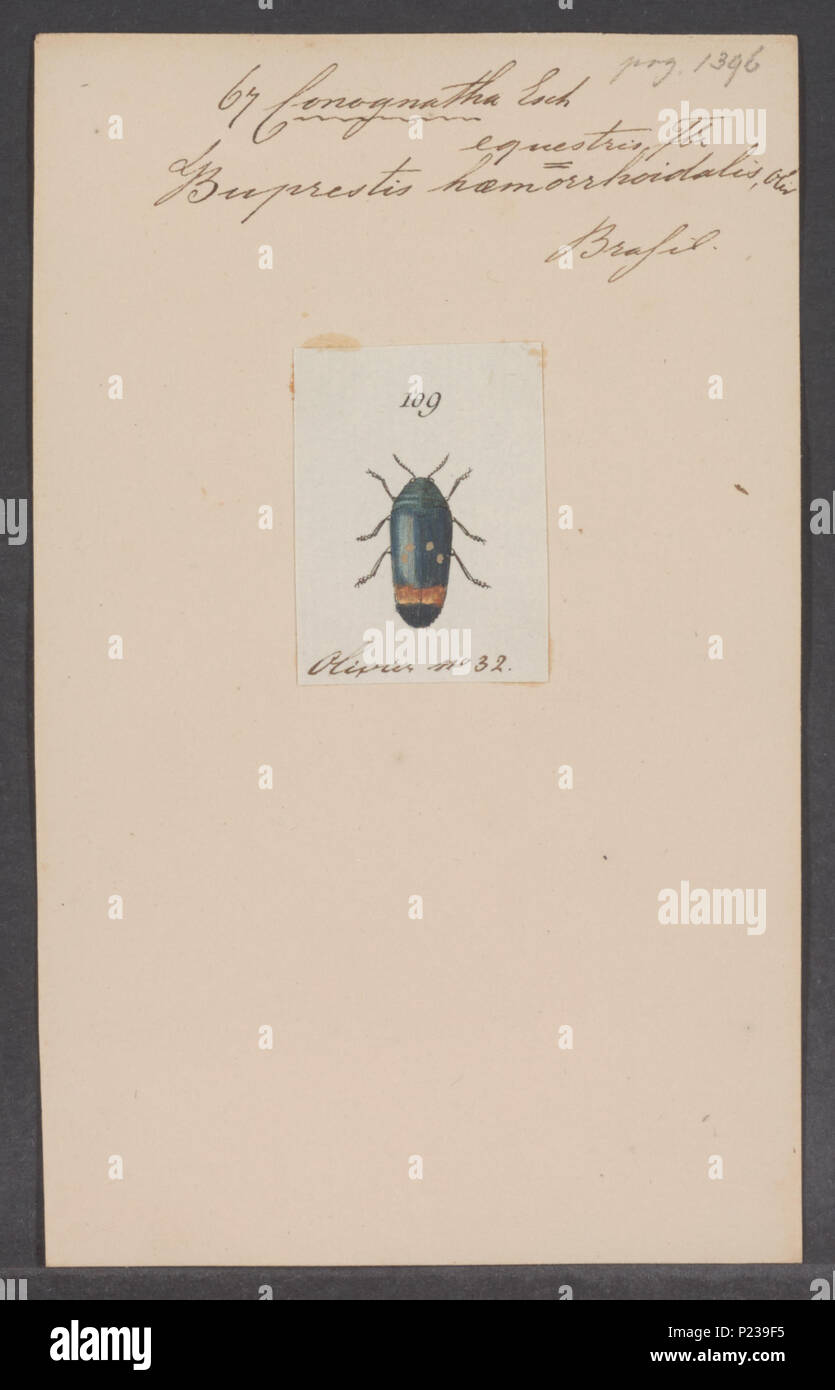 Conognatha hires stock photography and images Alamy