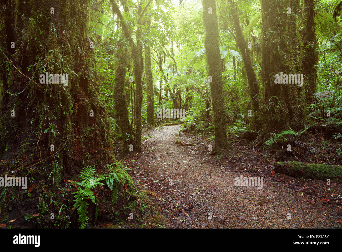 Walking trail in tropical forest Stock Photo - Alamy