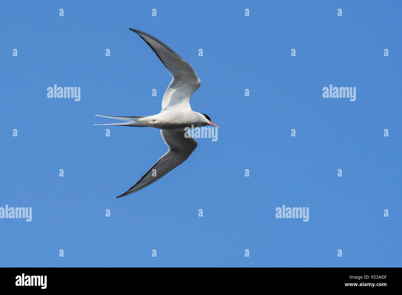 Arctic tern (Sterna paradisaea) in flight against blue sky Stock Photo