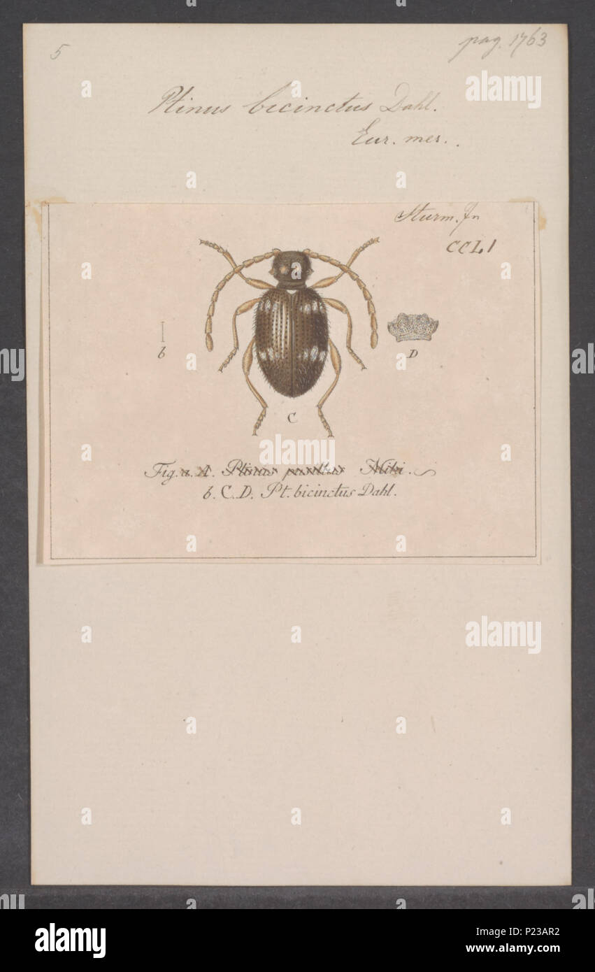 . Ptinus  273 Ptinus - Print - Iconographia Zoologica - Special Collections University of Amsterdam - UBAINV0274 026 08 0017 Stock Photo
