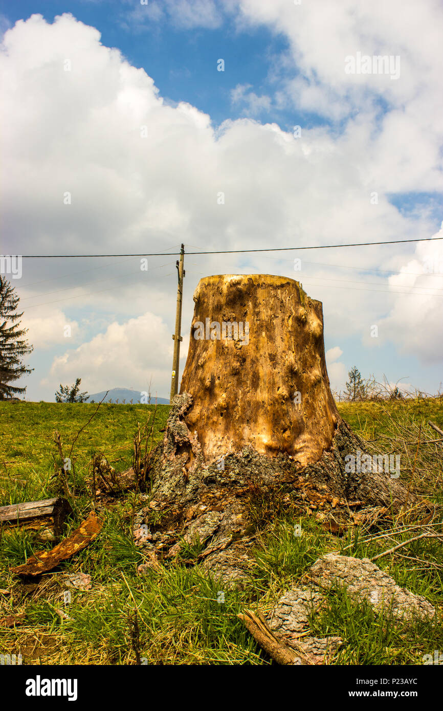 Stump. Foreground grass, in the background are sky and clouds. Stock Photo