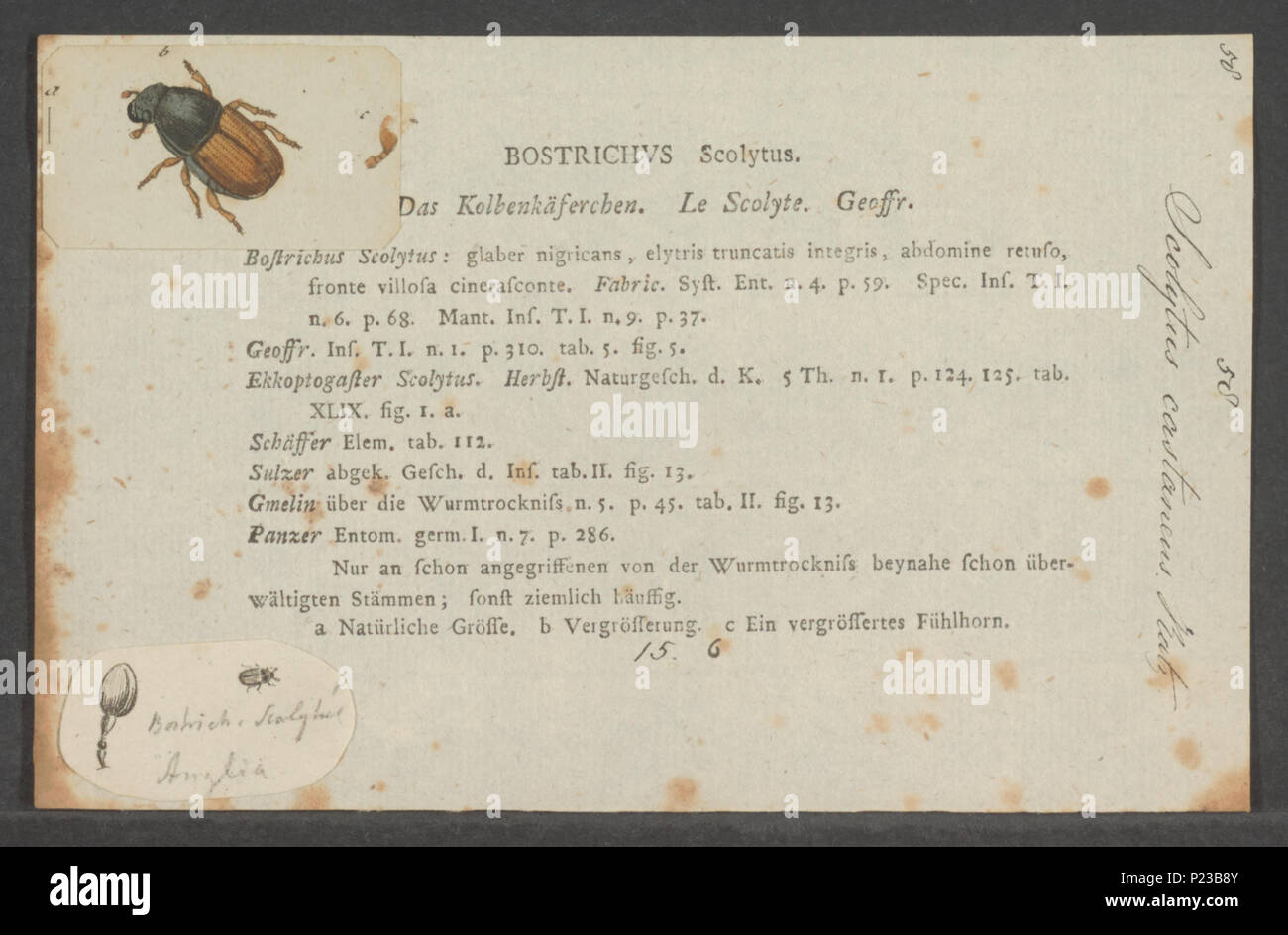 . Scolytus  286 Scolytus - Print - Iconographia Zoologica - Special Collections University of Amsterdam - UBAINV0274 031 01 0055 Stock Photo