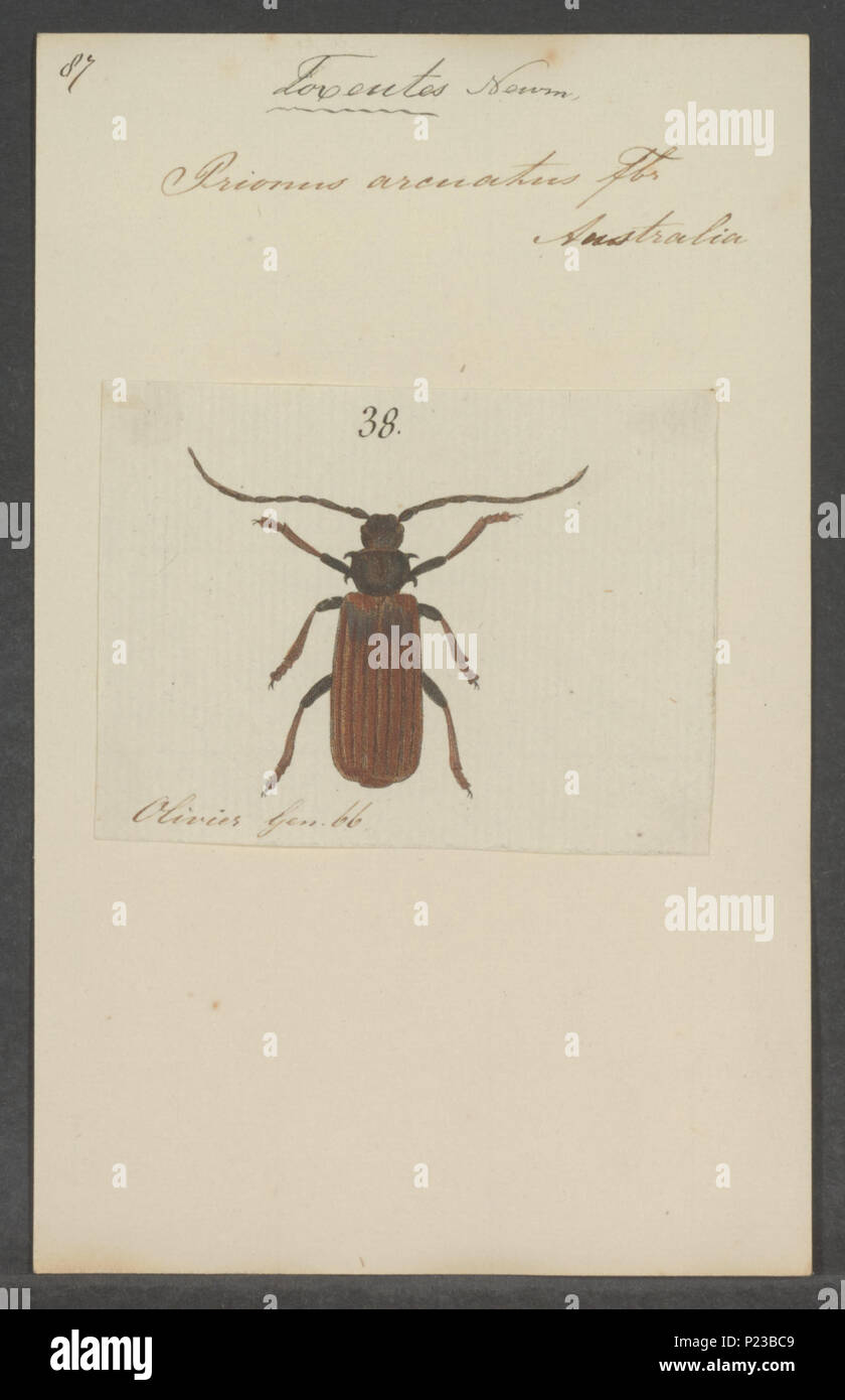 Historical bug identification hi-res stock photography and images - Alamy