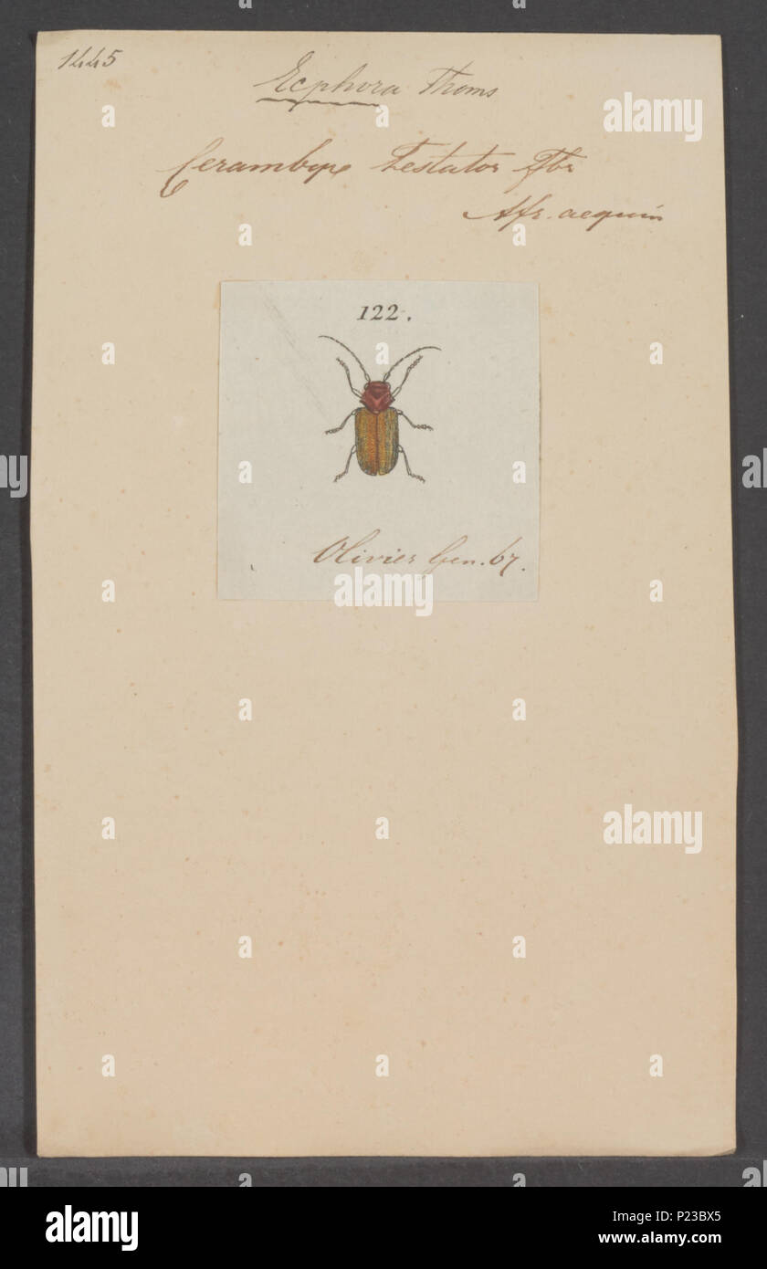 . Ecphora 113 Ecphora - Print - Iconographia Zoologica - Special ...