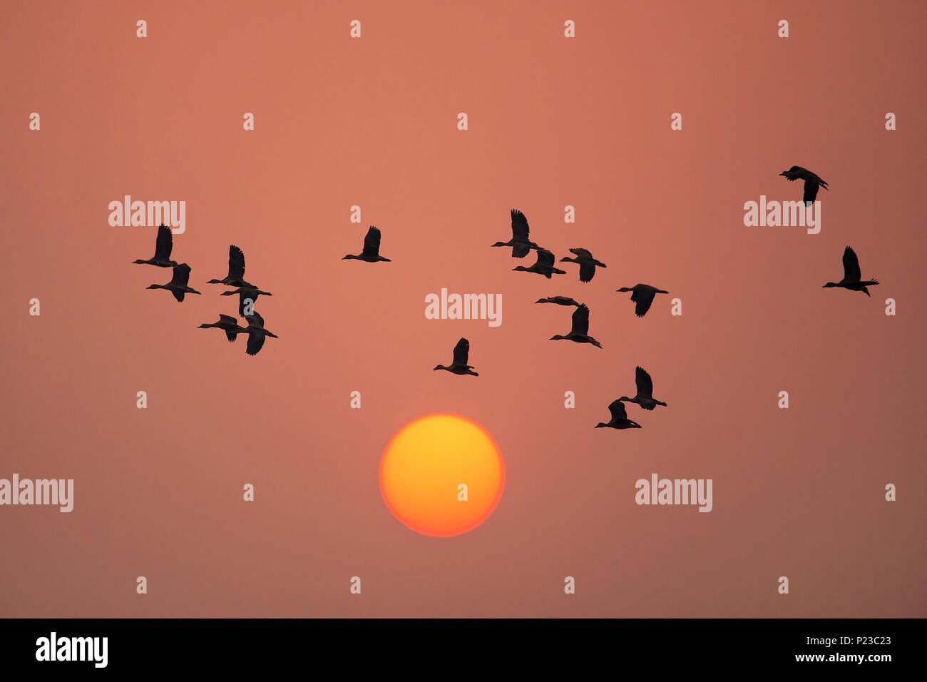 Silhouetted Lesser whistling ducks flying at sunset in Keoladeo Ghana National Park, Bharatpur, India. Stock Photo