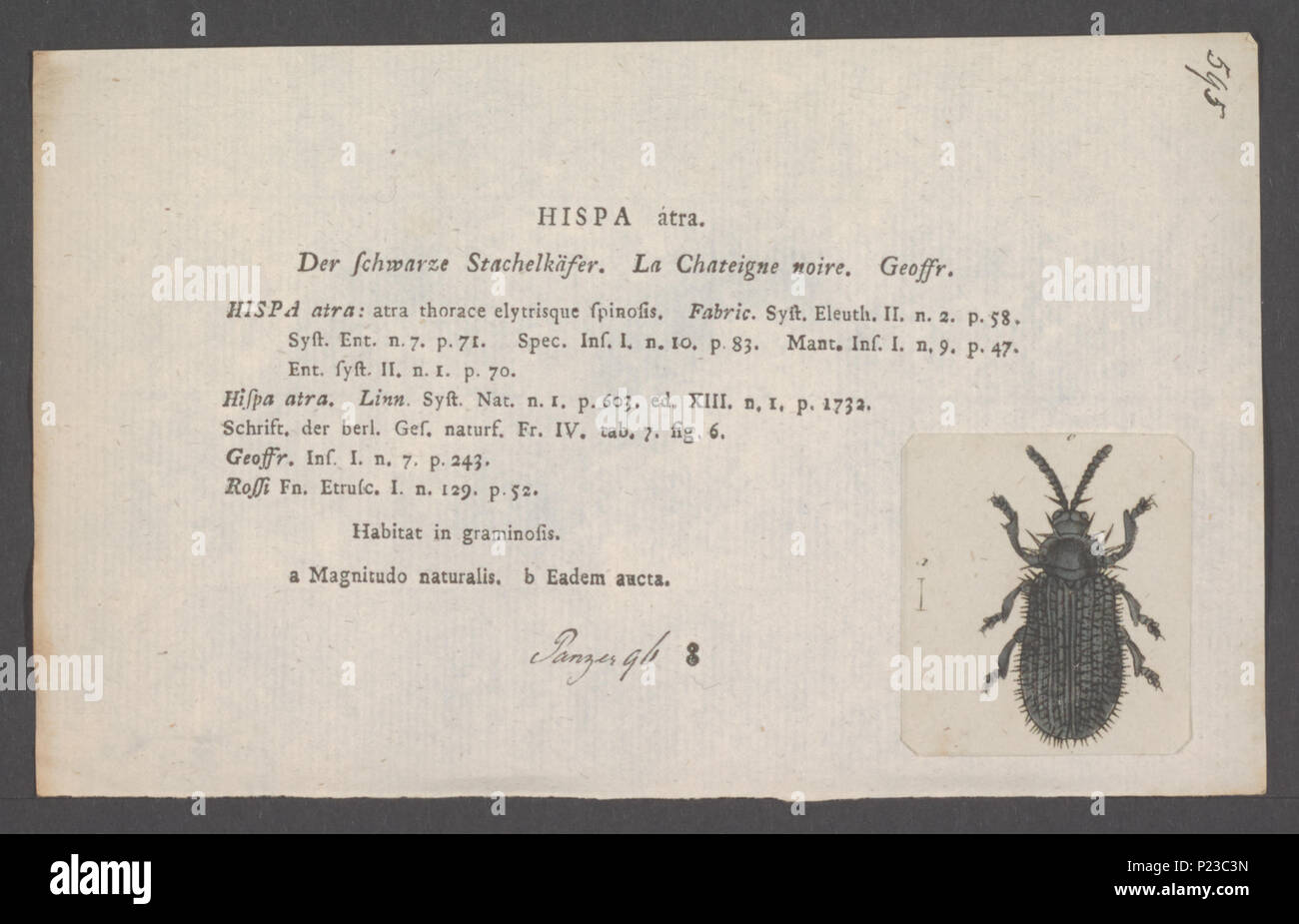 . Hispa  149 Hispa - Print - Iconographia Zoologica - Special Collections University of Amsterdam - UBAINV0274 036 19 0003 Stock Photo
