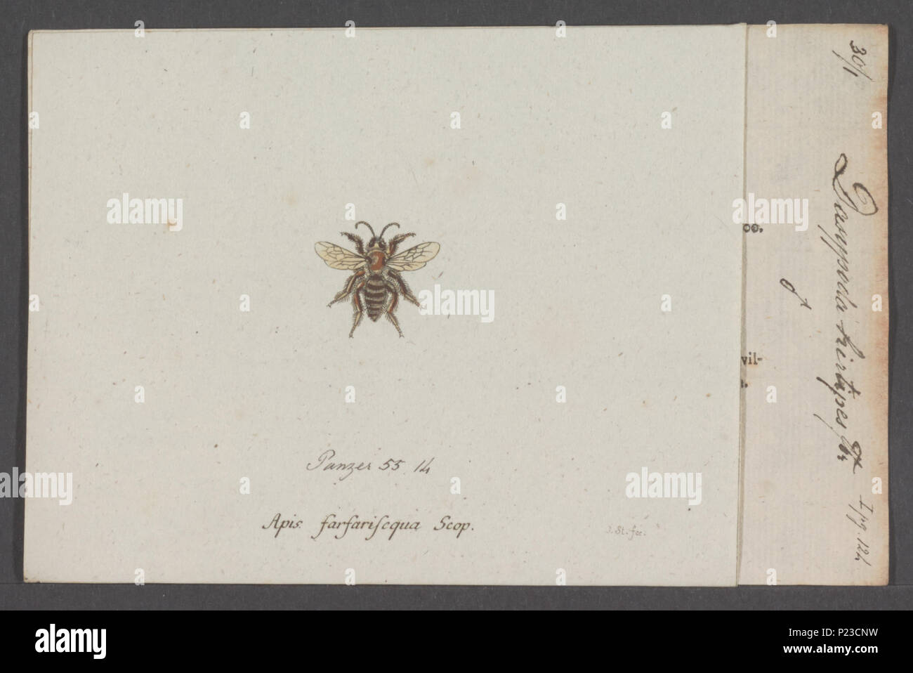 . Dasypoda  75 Dasypoda - Print - Iconographia Zoologica - Special Collections University of Amsterdam - UBAINV0274 045 05 0059 Stock Photo