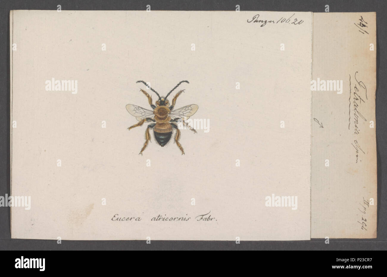 . Tetralonia  303 Tetralonia - Print - Iconographia Zoologica - Special Collections University of Amsterdam - UBAINV0274 045 09 0008 Stock Photo