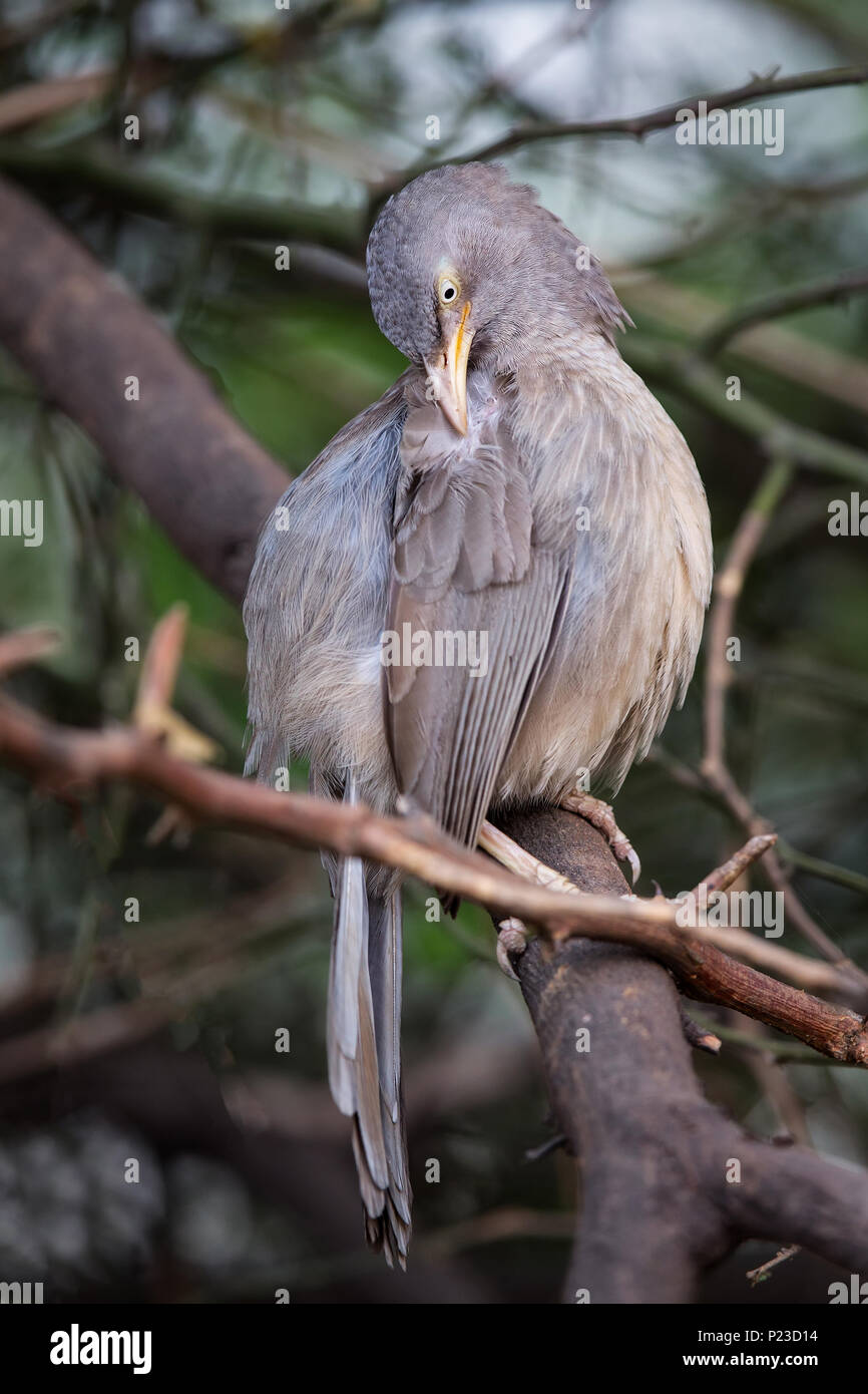Jungle babbler (Turdoides striata) sitting on a tree in Keoladeo Ghana National Park,  Bharatpur, India. The park was declared a protected sanctuary i Stock Photo