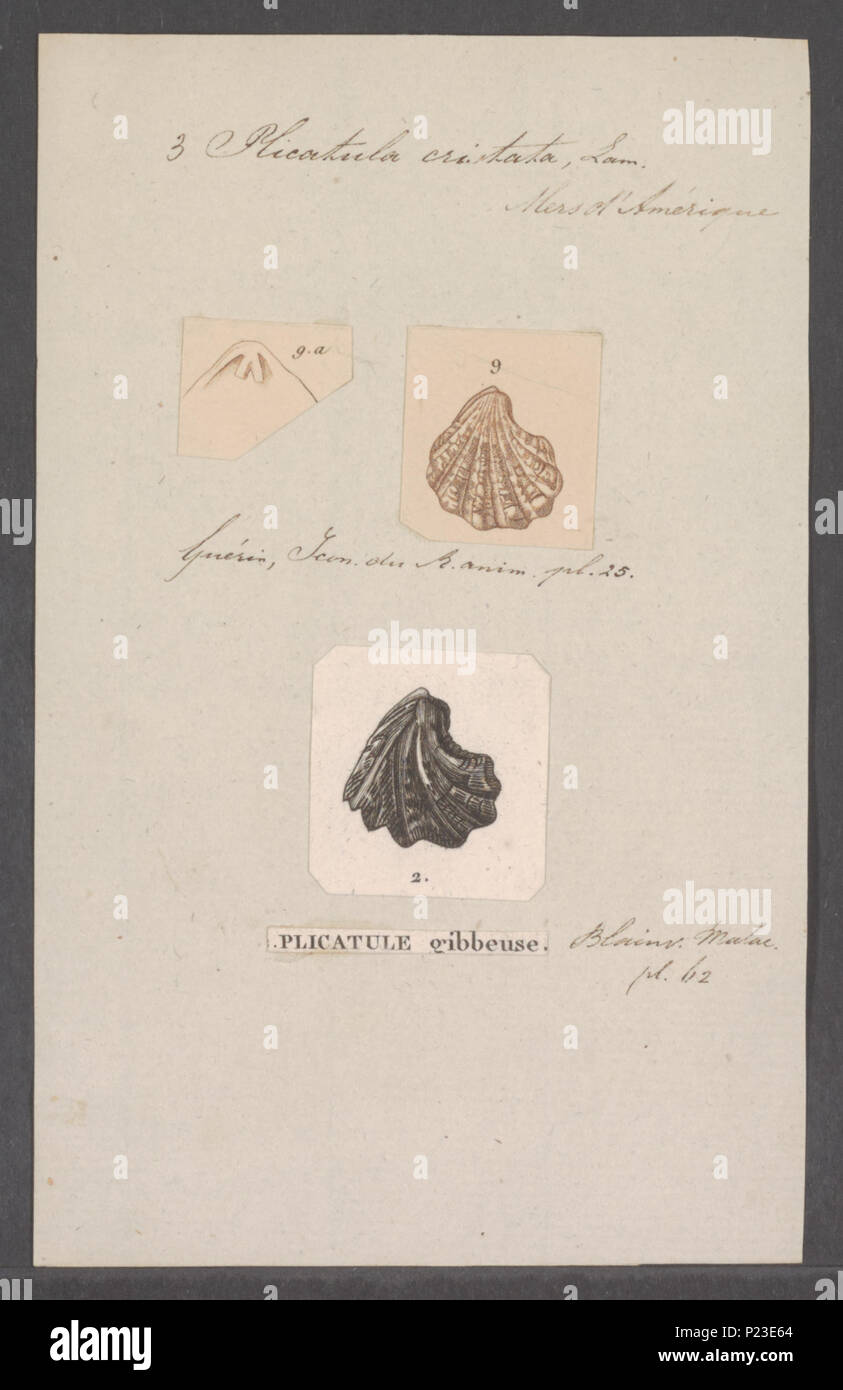 . Plicatula cristata  228 Plicatula cristata - - Print - Iconographia Zoologica - Special Collections University of Amsterdam - UBAINV0274 074 11 0002 Stock Photo
