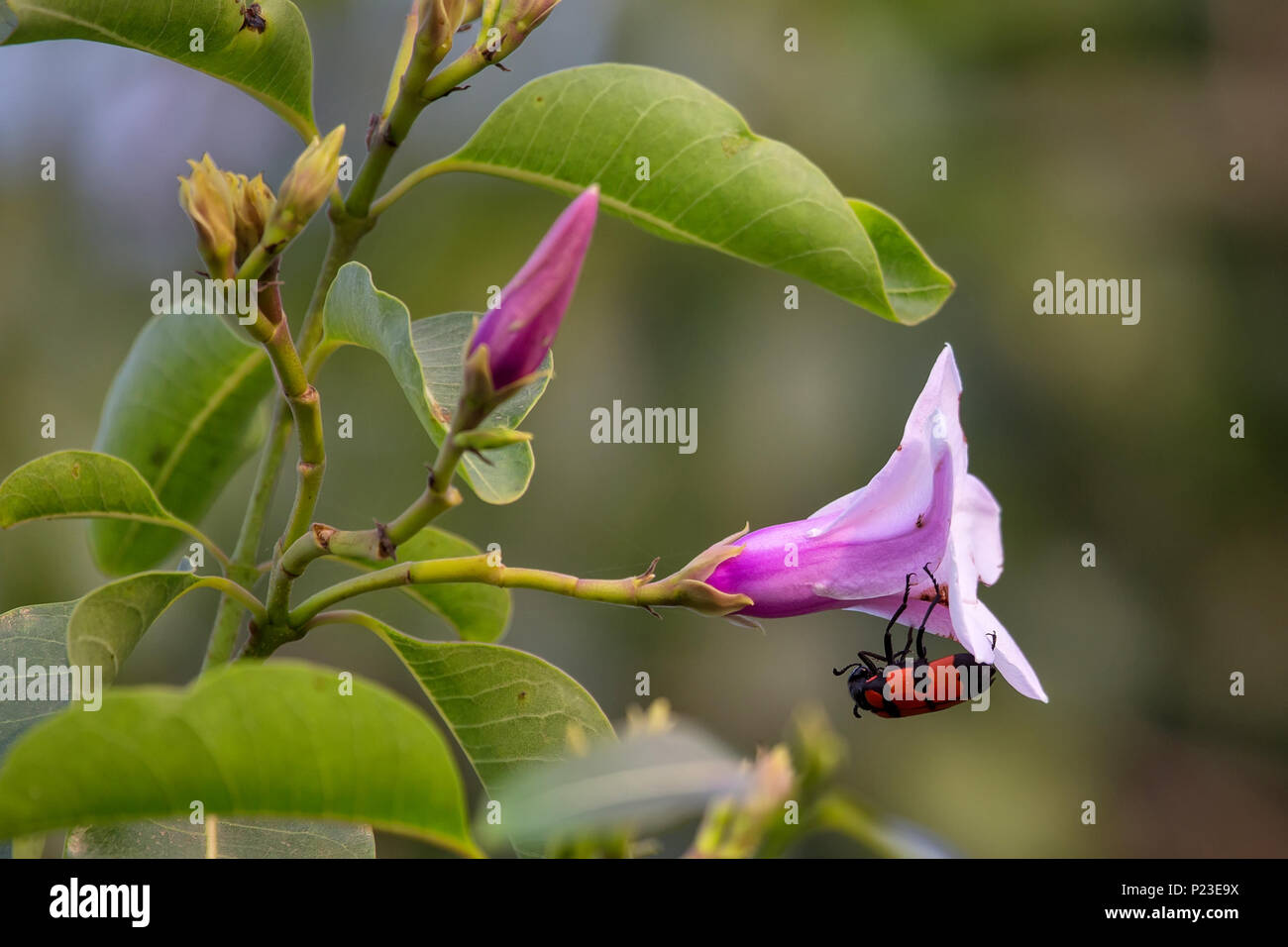 Blister beetle on a rubber vine flower in Keoladeo Ghana National Park, Bharatpur, Rajasthan, India. Stock Photo