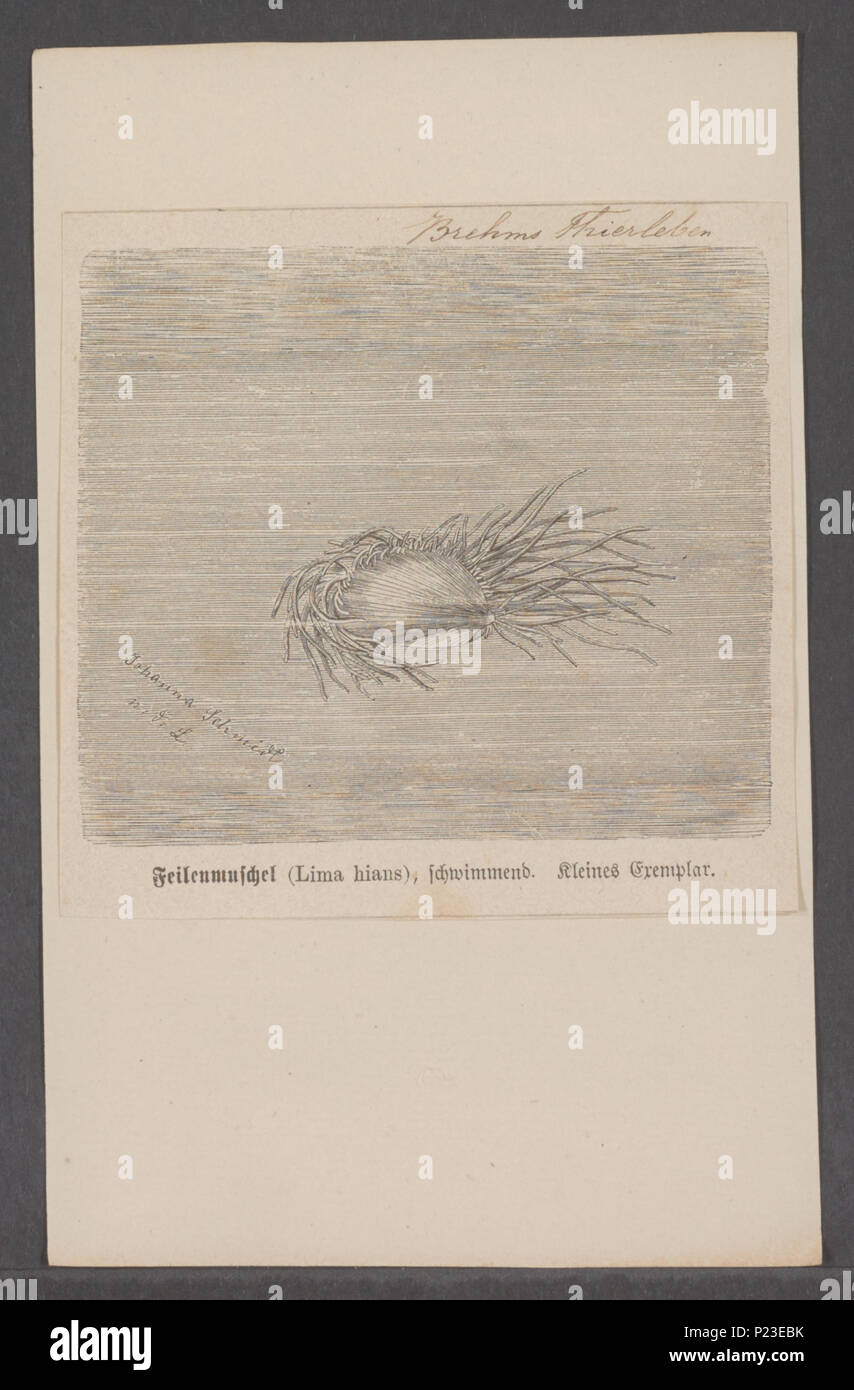 . Lima hians  176 Lima hians - - Print - Iconographia Zoologica - Special Collections University of Amsterdam - UBAINV0274 075 03 0002 Stock Photo