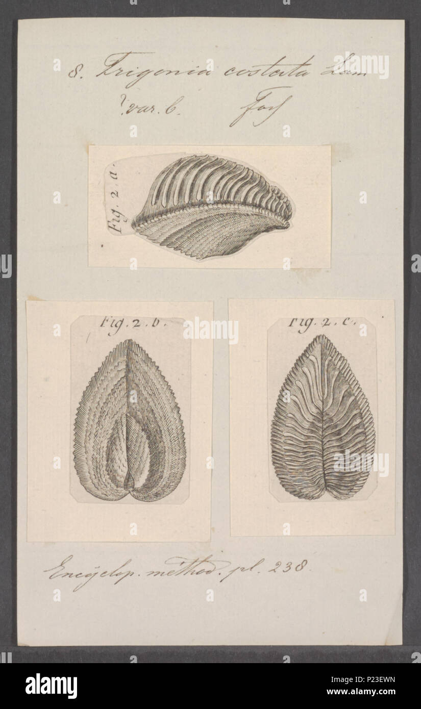 . Trigonia costata  308 Trigonia costata - - Print - Iconographia Zoologica - Special Collections University of Amsterdam - UBAINV0274 076 08 0010 Stock Photo