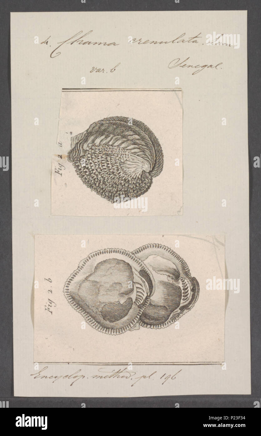 . Chama crenulata  58 Chama crenulata - - Print - Iconographia Zoologica - Special Collections University of Amsterdam - UBAINV0274 077 01 0017 Stock Photo