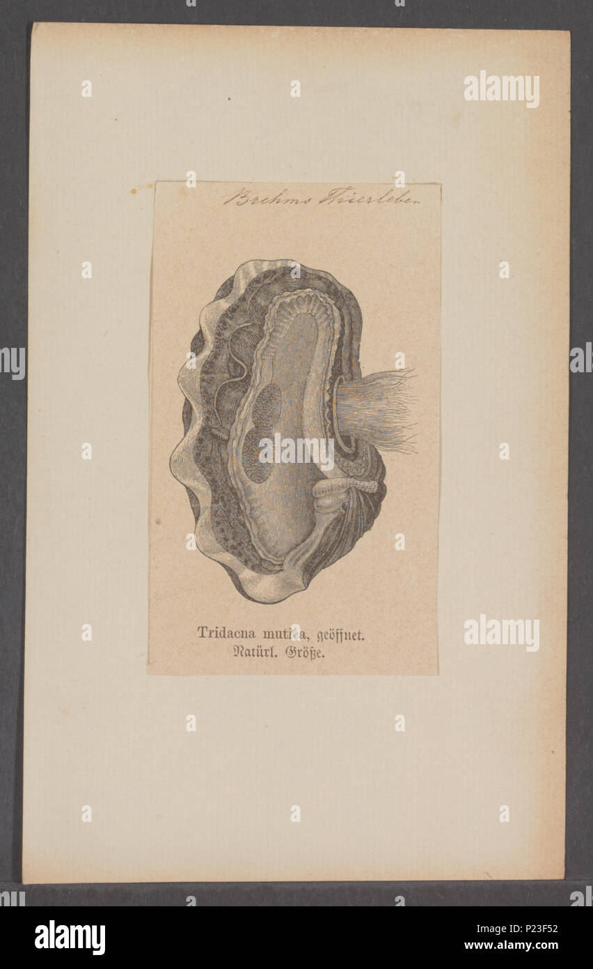 . Tridacna mutica  308 Tridacna mutica - - Print - Iconographia Zoologica - Special Collections University of Amsterdam - UBAINV0274 077 04 0010 Stock Photo