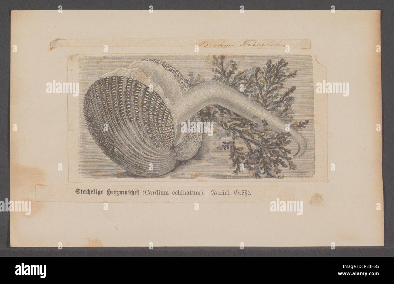 . Cardium echinatum  51 Cardium echinatum - - Print - Iconographia Zoologica - Special Collections University of Amsterdam - UBAINV0274 077 07 0018 Stock Photo