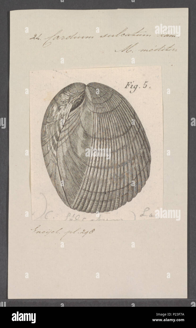 . Cardium sulcatum  52 Cardium sulcatum - - Print - Iconographia Zoologica - Special Collections University of Amsterdam - UBAINV0274 077 07 0034 Stock Photo