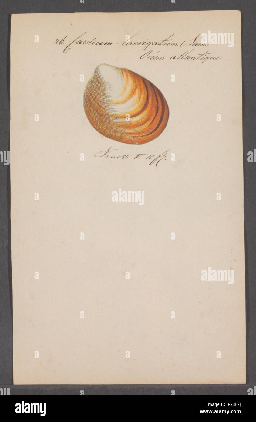 . Cardium laevigatum 52 Cardium laevigatum - - Print - Iconographia ...